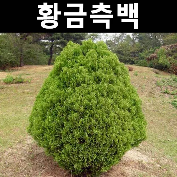 황금측백 키1m내외(분) 1개/나무 묘목/상록수/조경용
