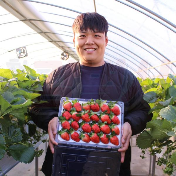  며르치 논산 설향 선물세트 생 딸기 900g 1kg 1box 일반가정용 30 40구