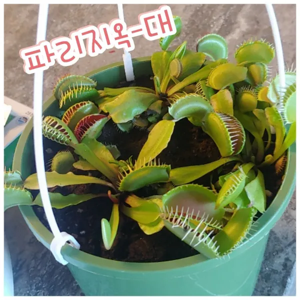 꽃나라엘리스 러브하와이-러브하와이라는 이름은 별칭이고 본명을 플루메리아라고