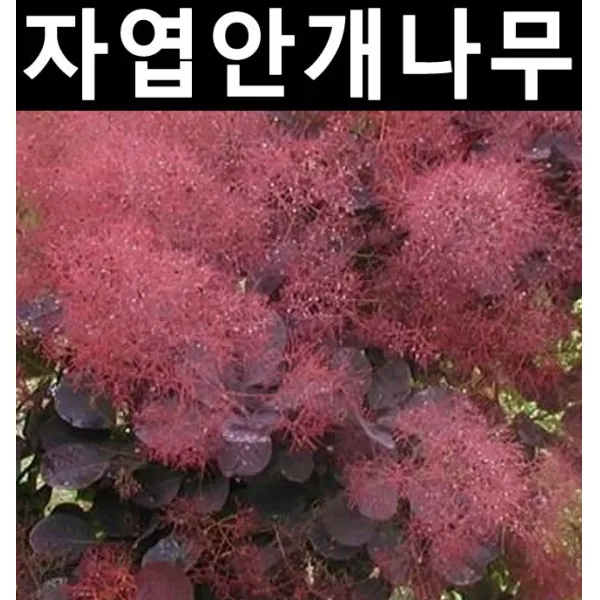 자엽안개(로얄퍼플) 키80cm 스탠다드형 화분/나무 묘목/활엽수/정원용