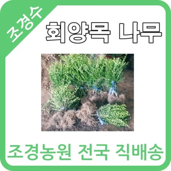 대한조경농원 회양목 H0.3 W0.3 10주묶음 