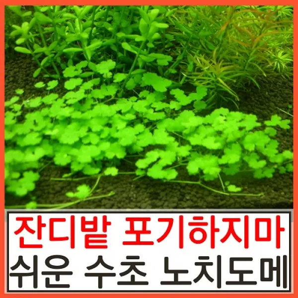 수초하우스) 노치도메(급성장종 잔디밭 수초), (싸게더많이)10촉