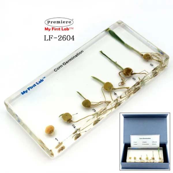 IQ 과학학원 체험관 성장 표본 옥수수 실험놀이장난감