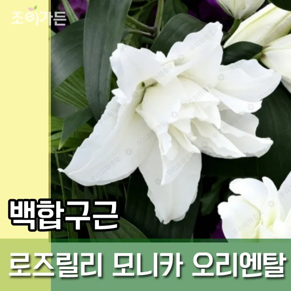 [조이가든] 백합구근- 로즈릴리 모니카 오리엔탈