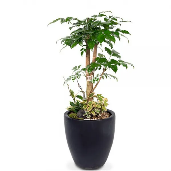 플라워피아 개업화분 집들이 승진 취임선물 공기정화식물 관엽식물 축하 인테리어 1개 녹보수 120cm미만 