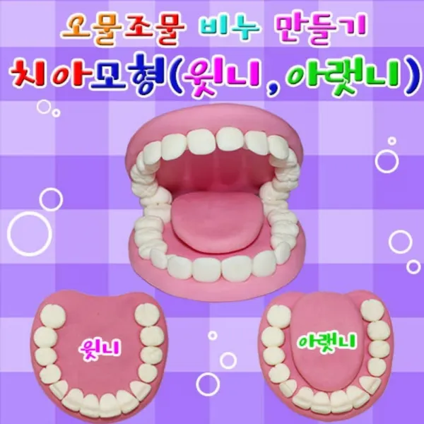 wsc191103 향앤미과학 치아모형 윗니와 아랫니 - 3세트 유아학습용품 만들기세트 과학키트 학습교구, 이상품선택[1개]_sa