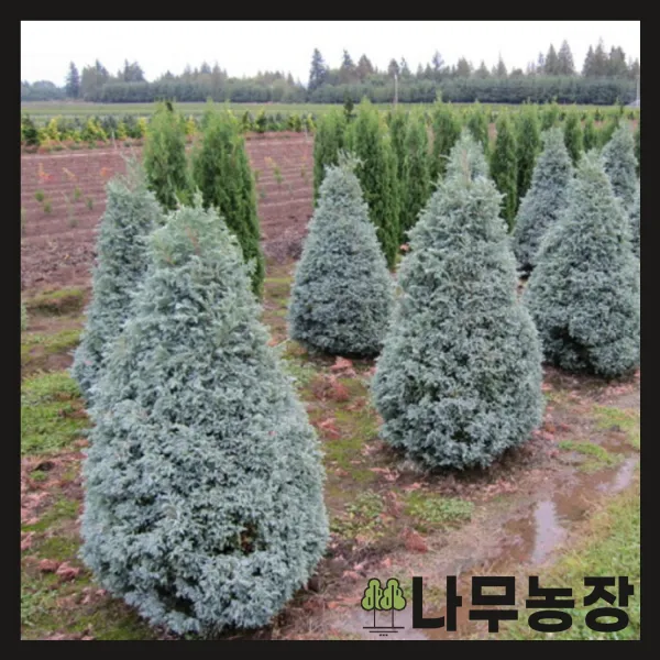 (나무농장) (평일당일발송) 스노우화백(블루버드) 키 50cm 내외 분
