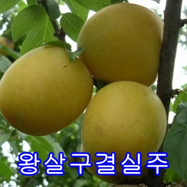 왕살구결실주.묘목.나무묘목.유실수.꽃나무.과실수.자두 1그루