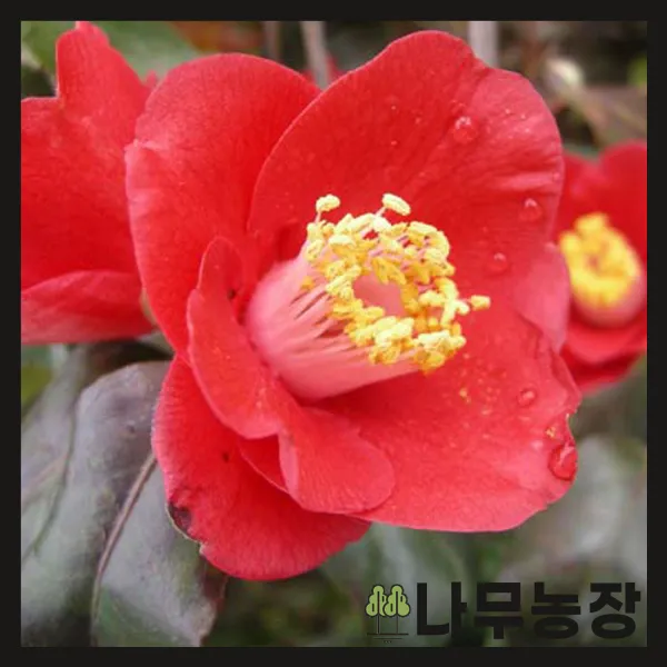 (나무농장) (평일당일발송) 동백나무 야생동백 키 1.0m 내외 분