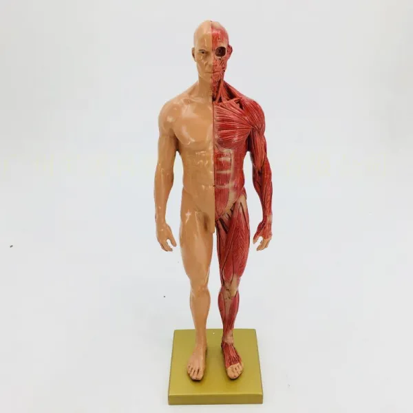 전신 인체모형 30cm 그림 모델 근골격계 해부학 아트 스케치 그리기 연습, 30CM 근육 남성
