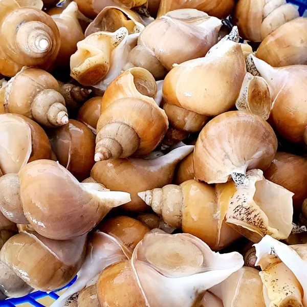 신화수산 동해안 자연산 백고동 대사이즈 1kg 백골뱅이, 1개, 백고동(대)1kg