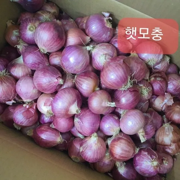 [신중국식품] 중국모충(미니양파) 샬롯, 1개, 500g