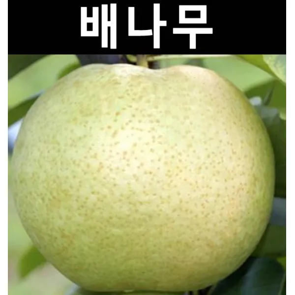 배나무(설원) 접목1년 포트/나무 묘목/과실수/유실수