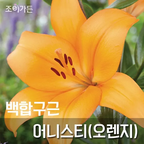 [조이가든] 백합구근-어니스티(오렌지) x 1개
