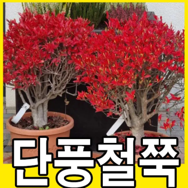 단풍철쭉 나무 묘목 분묘 철쭉