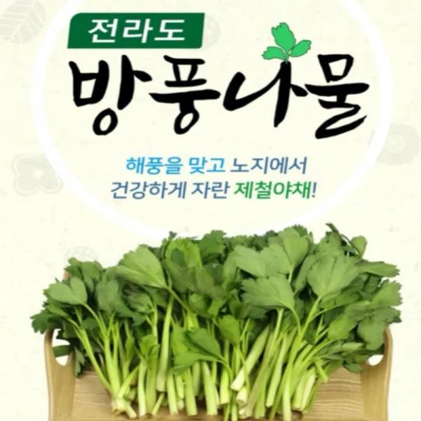 6시내고향 자연산 방풍나물 1kg 여수 금오도 봄나물 산나물 산지직송, 방풍나물1kg