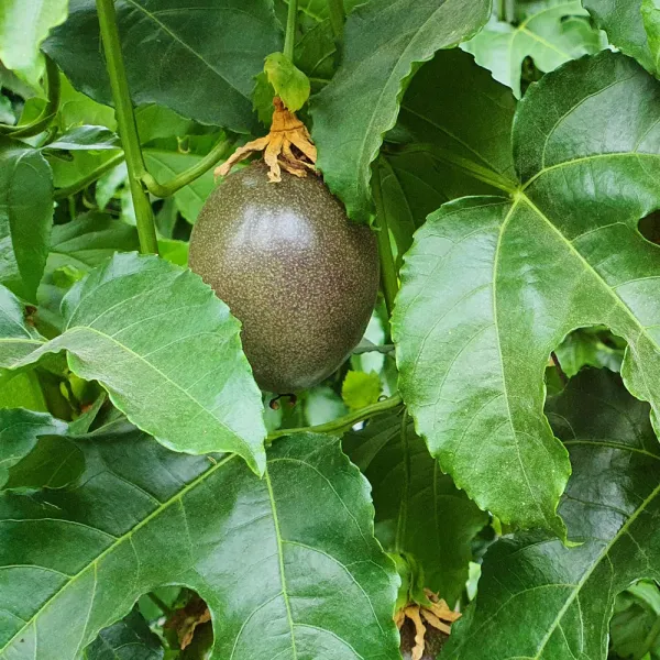 팜스 백향과 생과 패션후르츠 국내산 1박스 1kg 18과내 