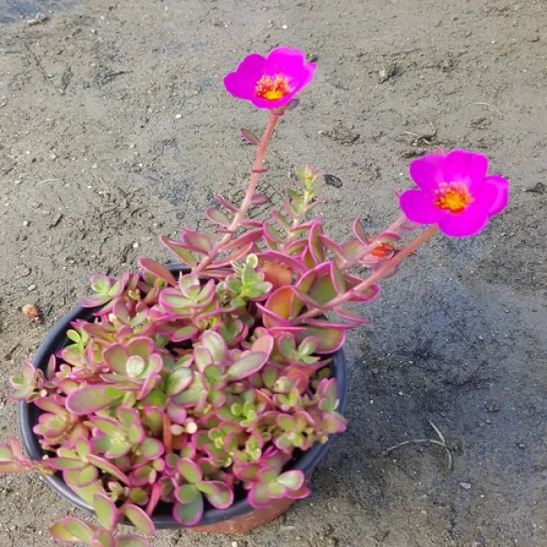 행복한꽃순이 카멜레온채송화 20개 1set 