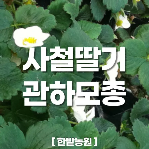 채소 모종 ~ 각종 묘종. 베란다 텃밭 세트 공기정화식물 허브 씨앗 채소모종 ~, H113 사철 딸기 사계 흰꽃 관하 모종 1개