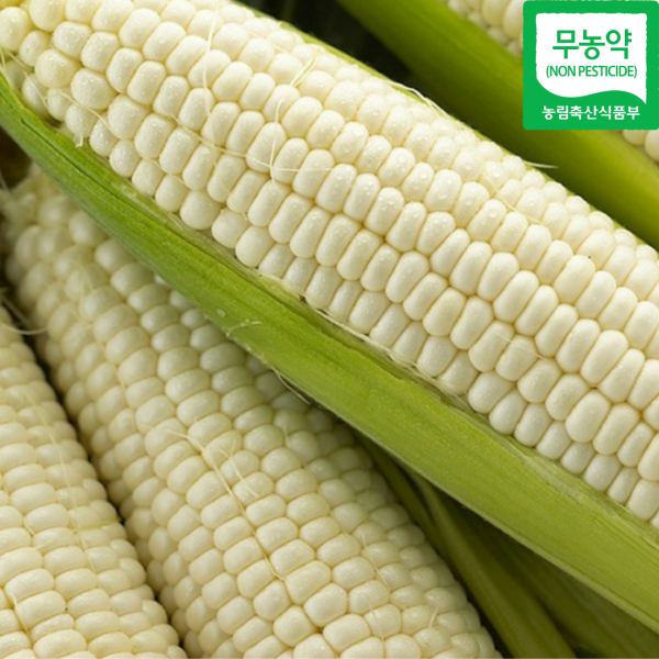 [당일수확] 옥수수를 따자마자 보내 드립니다! 강원도 홍천 미백 찰옥수수, 20개