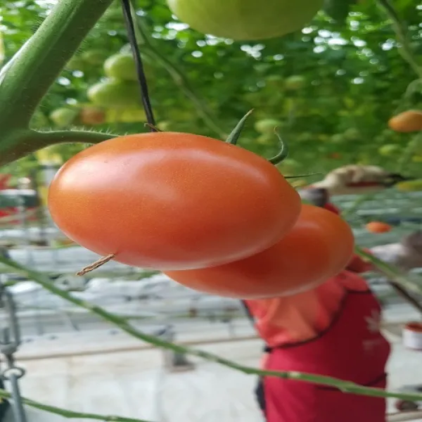 디아 농가직발송 국내산 창녕 철원 스마트팜 완숙토마토5kg 35~45과내외, 1개, 5kg
