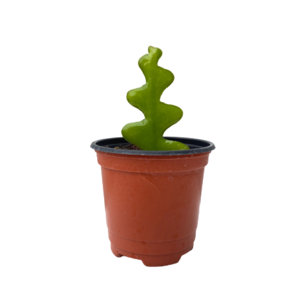 팡팡플랜트 생선뼈선인장 피쉬본선인장, 1개, 식물만(10cm)