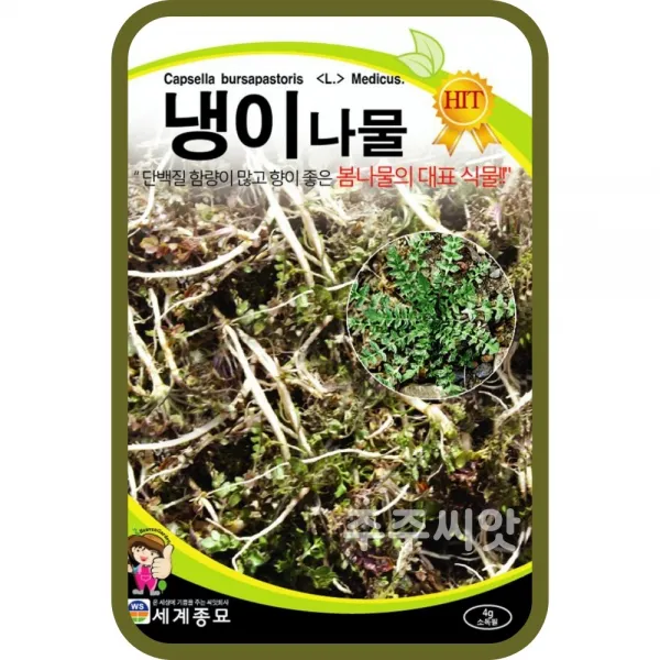 냉이나물 씨앗 4g / 토종 민속채소 두해살이 약초 냉이 종자