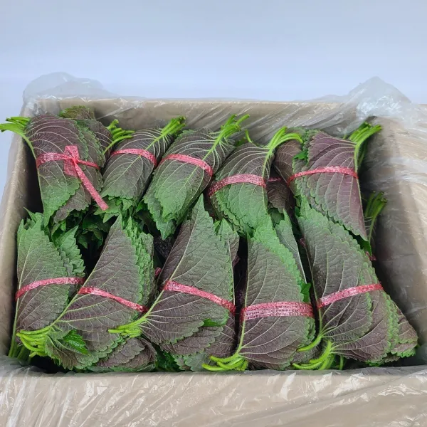 영호네농산물 밀양 깻잎 특품, 1box, 2kg