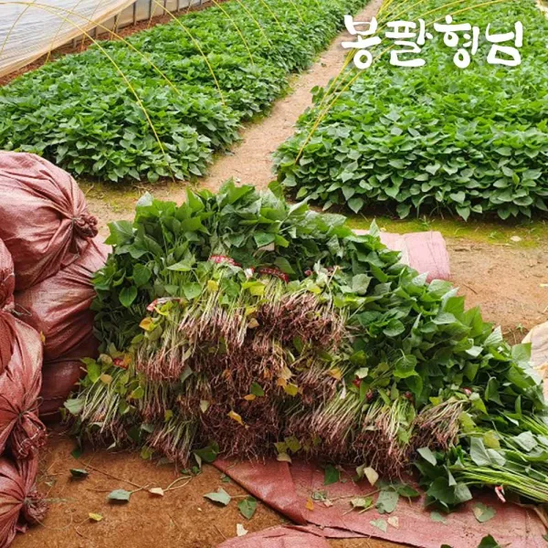 [봉팔형님] 호박 고구마모종 고구마순, 1박스, 20kg