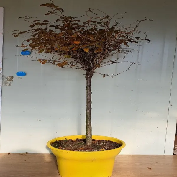 목하원예조경 운용벚나무 화분 고접개화주