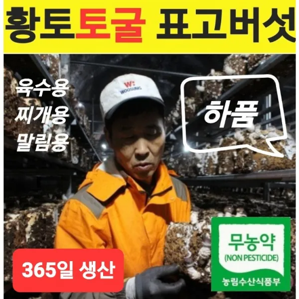 [황토토굴 표고버섯] - 친환경 무농약/ 국산 참아람(산림중앙회)/ 전국최초 토굴버섯재배/ SBS 모닝와이드/ MBC 오늘아침 외 TV방영, 하품 1kg - (생표고)
