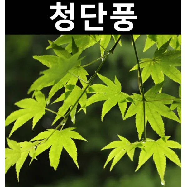 청단풍 실생3년 키1~1.2m(분)/나무 묘목/활엽수/정원용