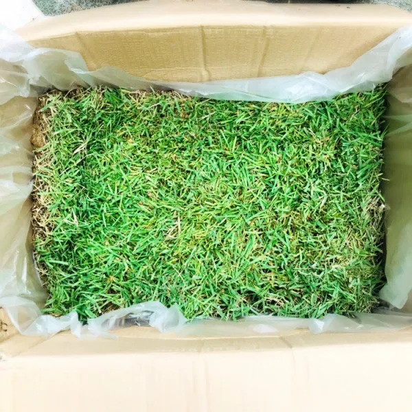 청년농부 천연잔디 (잔디심기 마당잔디 산소잔디 마당조경 골프장잔디), 2장