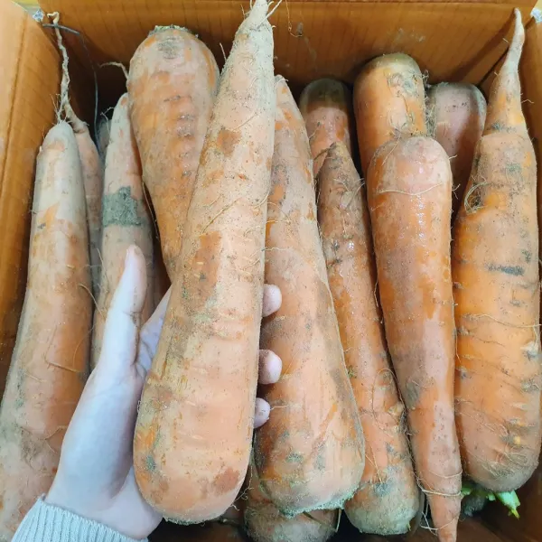 드림컴퍼니 흙당근 5kg 10kg 싱싱 달콤한 주스용 못난이 큰 당근 01. 주스용당근 5kg내외