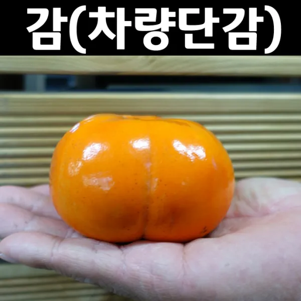 순수농원 감나무(차량단감) 접목3년(결실주)(분) 나무 묘목 과실수 유실수