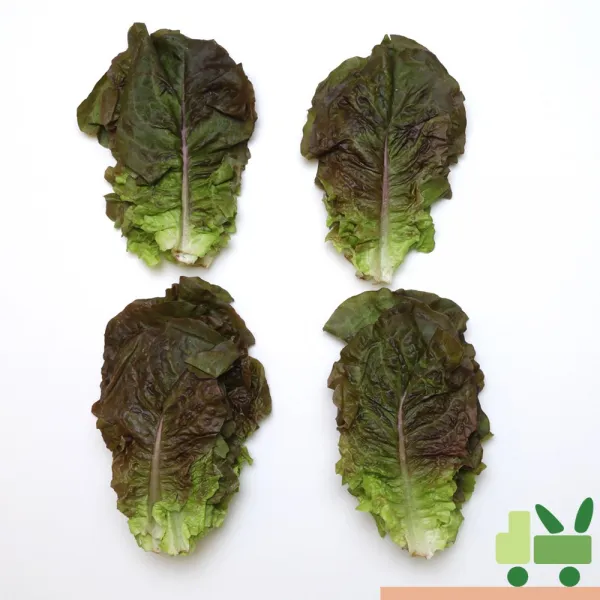 사라상회 적상추 1Kg