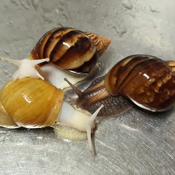 애완달팽이 백와 금와 흑와(2~3cm), 1색