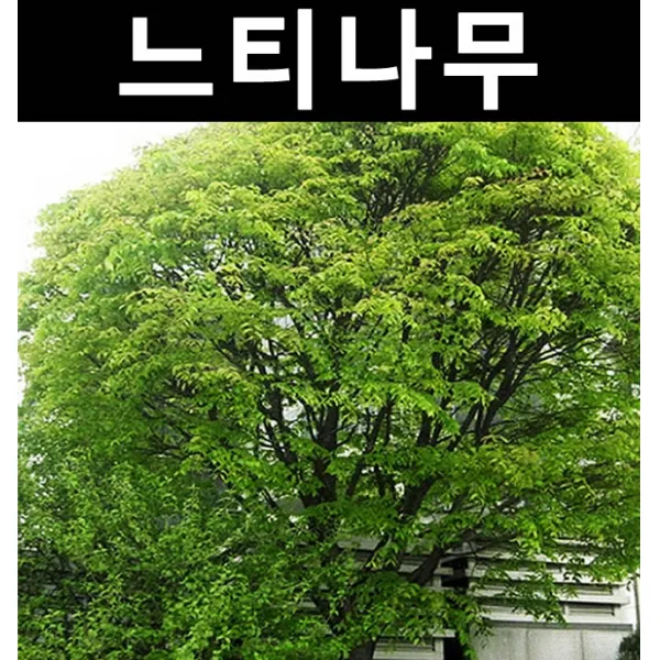 느티나무 실생2년(뿌리) 5개/나무 묘목/활엽수/정원용