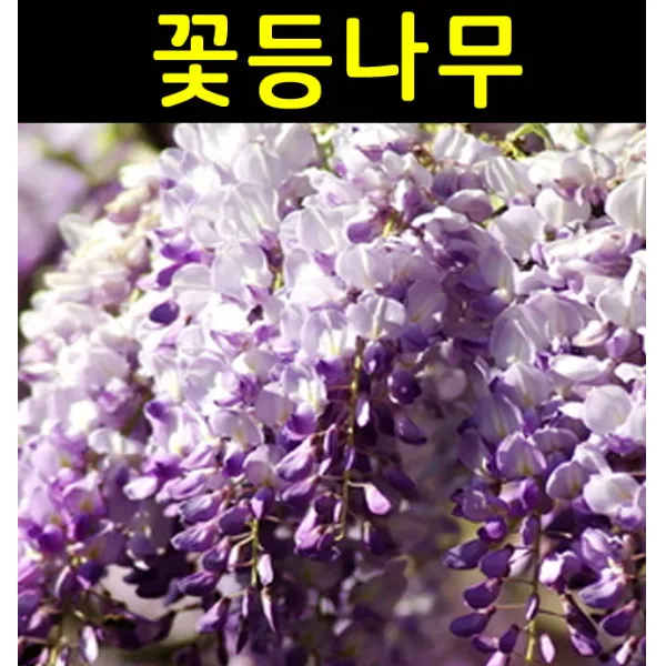 등나무(플로레 플레노) 접1년 포트/꽃나무/조경수/관상수