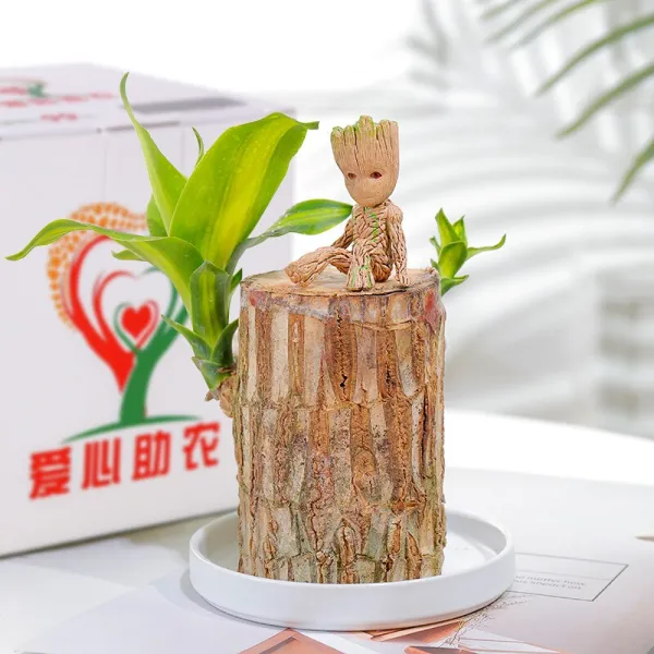 사랑 의 묘약 상자 바 심 아 쿠 아 세트 행운 목 직경 6 7cm 높이 10cm 좌 1개