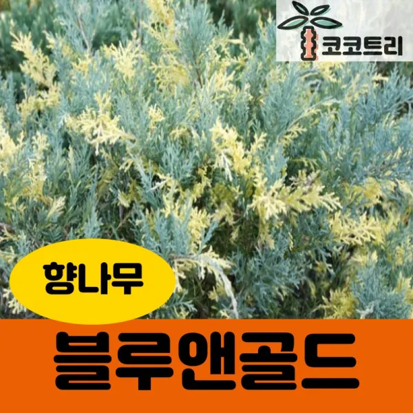 [코코트리] 꽃눈향 묘목, 1개, 블루앤골드 향나무 삽목2년