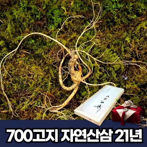 봉화 자연산산삼 21년근 1뿌리 자연 야생 산삼 자연삼