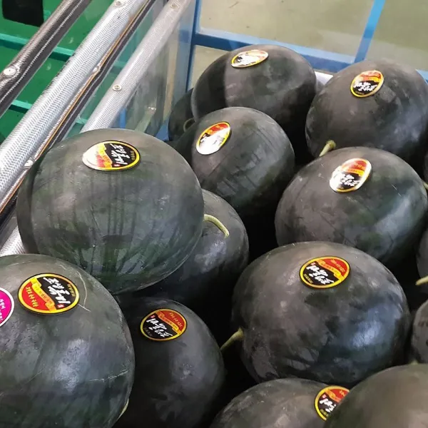 행복농산 고당도 흑수박 1통 2통, 1개, 흑수박(1통)4-5kg