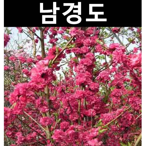 남경도(남경화) 적색 분홍랜덤 접3년 개화주(분) 키70~80cm/나무 묘목/활엽수/정원용