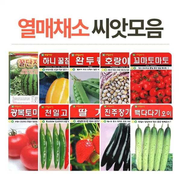 화분월드 열매채소 씨앗, 키작은토마토