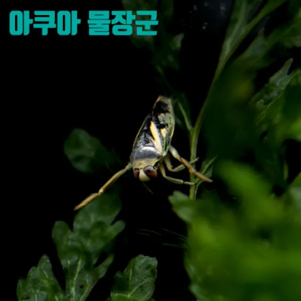 아쿠아물장군 송장헤엄치개 2마리