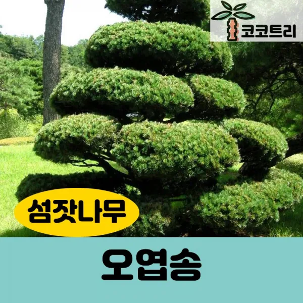[코코트리] 오엽송(섬잣나무) 묘목, 1개, [차량배송] 오엽송 키150cm내외 (분)