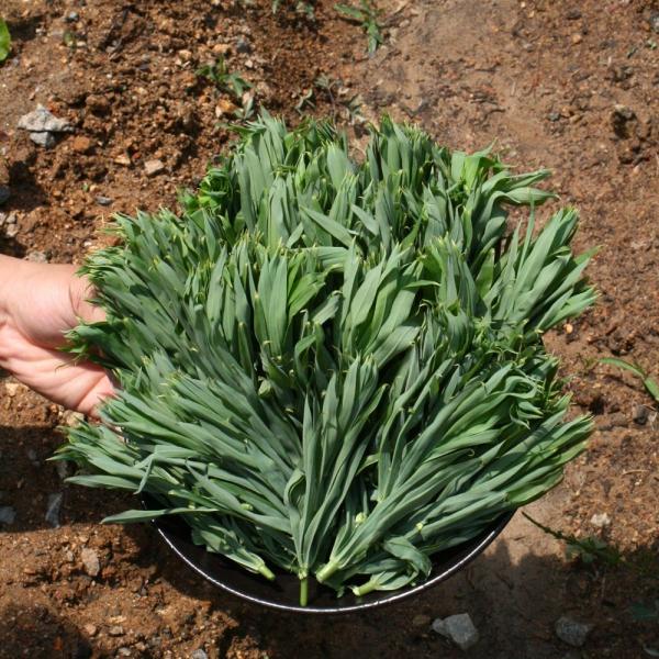[청뚱] 봄나물 달달한 야생 둥굴레순 1kg, 1박스, 둥굴레순1kg