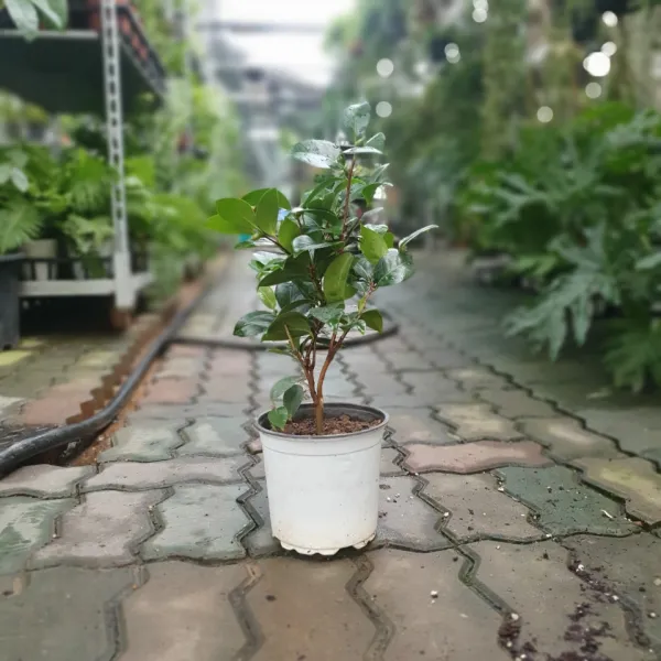 블랙로즈 동백나무 30~60cm 119 야생화 노지월동 꽃