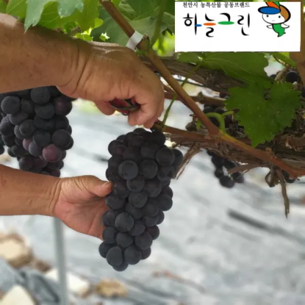 천안 명품 농민 직판 품질최상 가격최저 거품팍팍 뺀 GAP인증 왕거봉2kg 4kg포도(수출용포도), 1box, 4kg